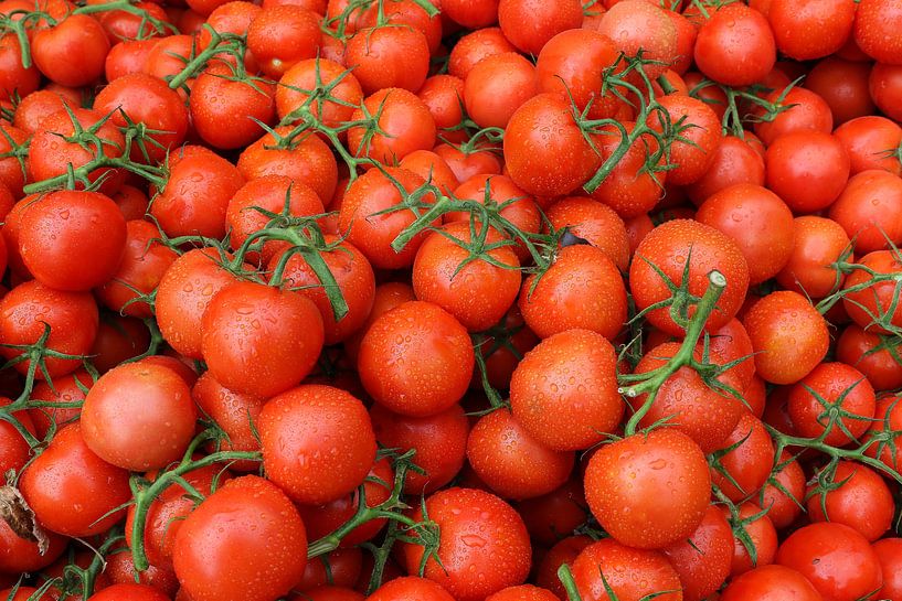 tomaten trostomaat tomaat frans versteden fotografie tilburg van Frans Versteden