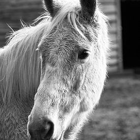 Close up van paardenhoofd in zwart wit  van Aart Hoeven / Dutch Image Hunter