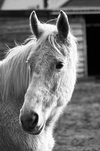  Gros plan de la tête de chevaux en noir et blanc sur Aart Hoeven / Dutch Image Hunter