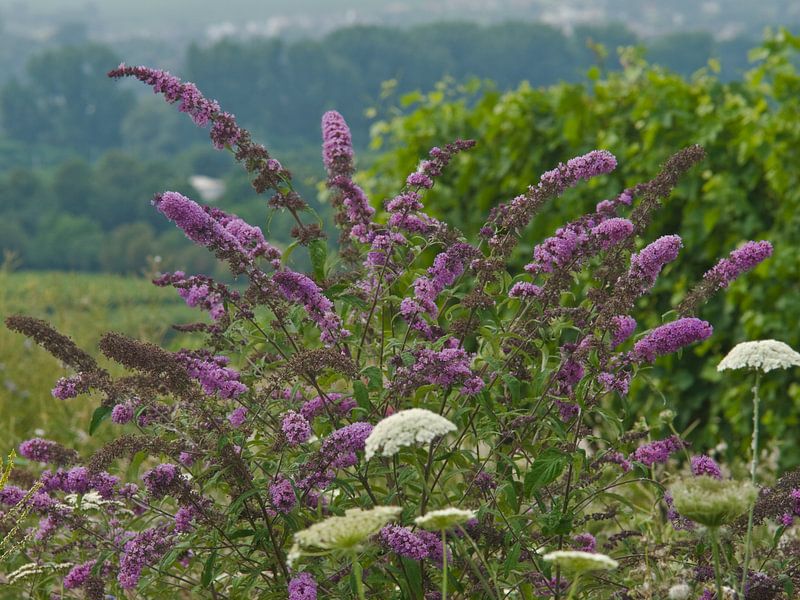 Natur Pur by Dieter Ettingshaus