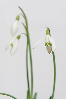 snowdrops