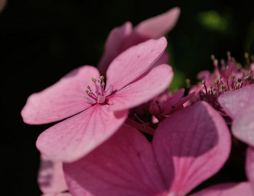 Hortensia