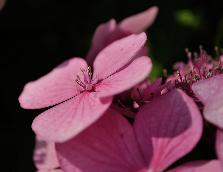 Hortensia von Leo Langen