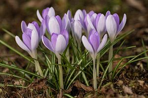 Krokusse