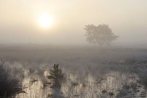Nebliger Sonnenaufgang in der Heidelandschaft