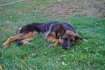 Schapenhond (puppy) liggend op de weide
