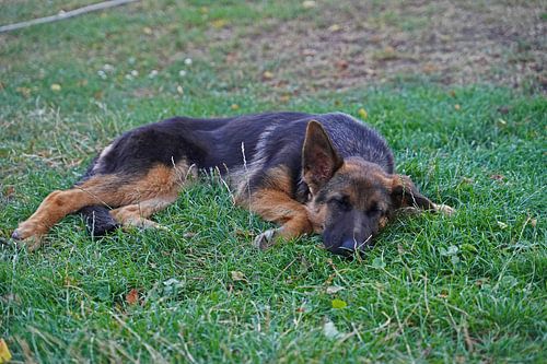 Schapenhond (puppy) liggend op de weide