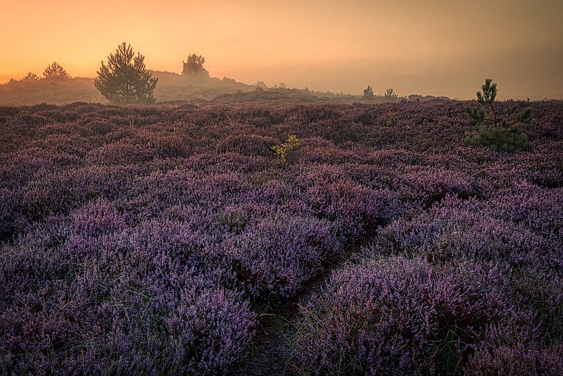 Heather in the mist in the Schoorl Dunes #17 by peterheinspictures