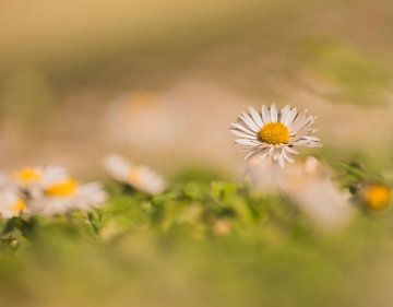 Träumen auf der Wiese zwischen den Gänseblümchen von Robby's fotografie