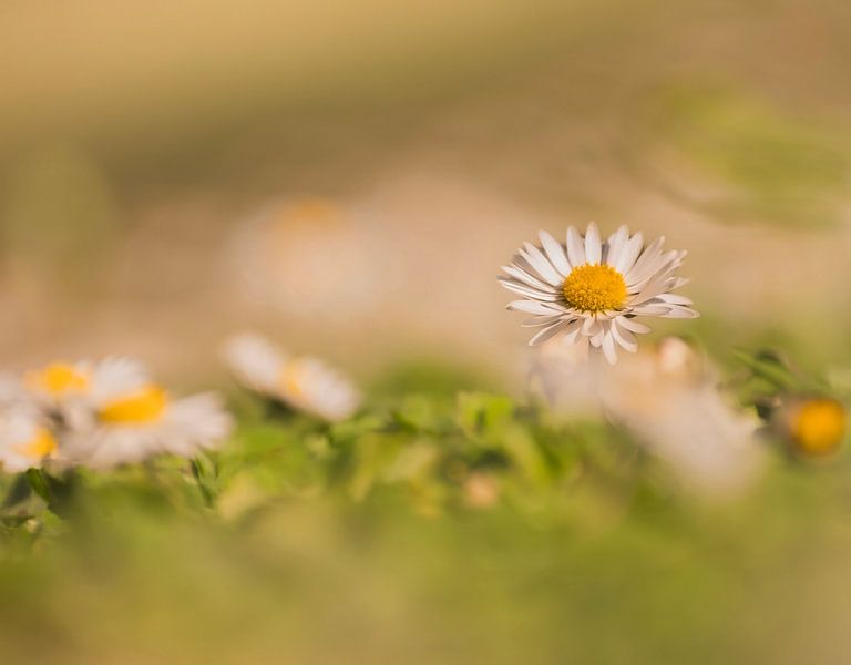Träumen auf der Wiese zwischen den Gänseblümchen von Robby's fotografie
