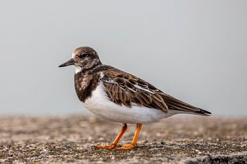 steenloper van Yolanda Hubert-Raaphorst