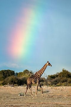 Giraffe in de natuur van Afrika met mooie regenboog op de achtergrond van Chi