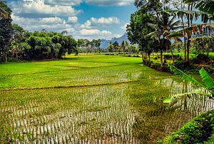 Rijstveld met palmbomen en wolken op Bali Indonesië van Dieter Walther