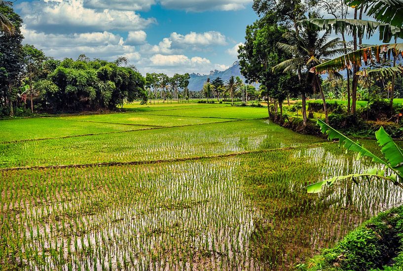 Rizière avec palmiers et nuages à Bali, Indonésie par Dieter Walther