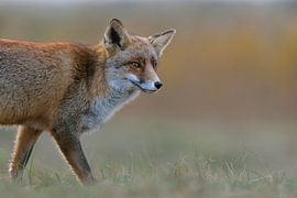Rotfuchs ( Vulpes vulpes ) ganz nah, Portrait, Anschnitt vor einem feinen, farblich passenden Hinter van wunderbare Erde