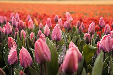 Roze Tulpen met Smeltende Sneeuw - Uniek Lente Beeld van Dave Adriaanse