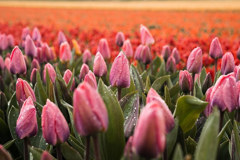 Rosa Tulpen mit Schmelzendem Schnee – Seltene Frühlingsszene von Dave Adriaanse - Photography