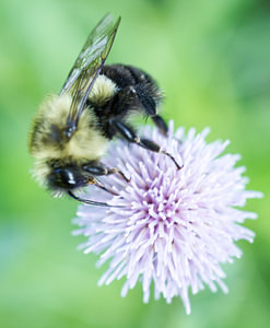 Hummel auf der Distelseite