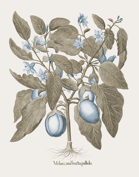 Basilius Besler eggplant by finemasterpiece