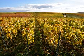 Goldener Weinberg im Herbst von Studio LE-gals