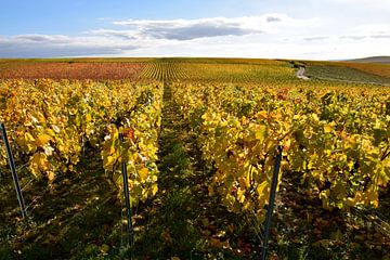Goudkleurige wijngaard in de herfst van Studio LE-gals