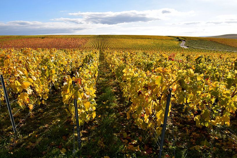 Vignoble doré en automne par Studio LE-gals