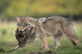 Der Wolf rennt mit einer Beute davon