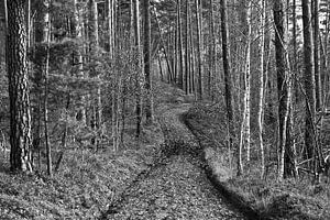 Winterlicher, gesunder Kiefernwald in Brandenburg - schwarzweiß