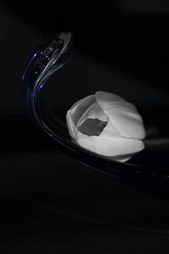 gedeeltelijk zwart wit foto met tulp die op blauw glas ligt