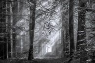 Sun harps over forest path by Jurjen Veerman thumbnail
