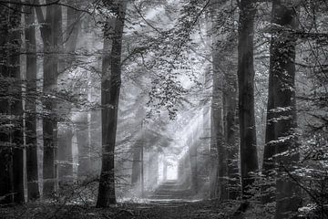 Sun harps over forest path by Jurjen Veerman