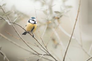 Mésange bleue sur une branche
