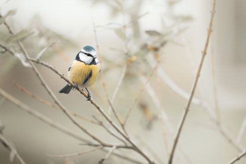 Pimpelmeesje op een tak