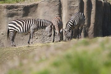 Drie  zebra's aan het grazen von Malu de Jong