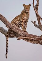 Leoparden-Porträt