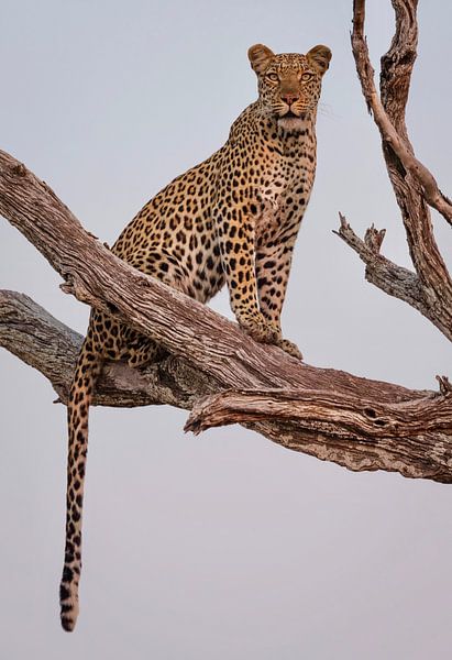 Portrait Leopard, Rob Darby par 1x