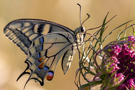 Swallowtail by Martin Wohlgemuth