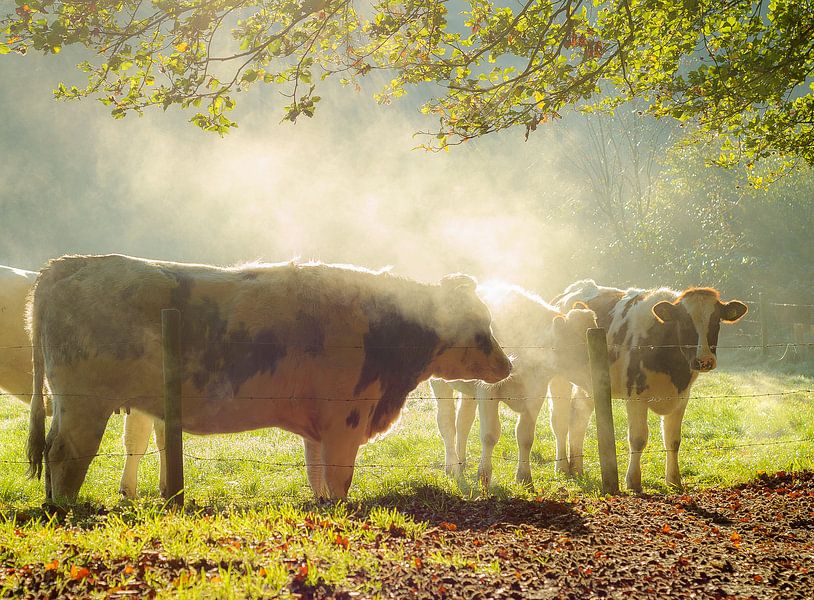 koeien in de herfst van Arjan Keers
