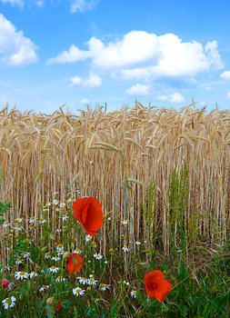 Poppies in a corn field