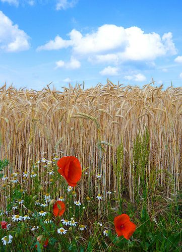 Mohnblumen in einem Maisfeld