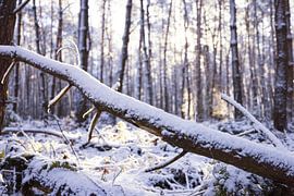 Dwingelderveld - Drenthe (Pays-Bas)
