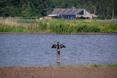 Aalscholver bij Vlaardingen West: Een Moment van Rust in de Natuur