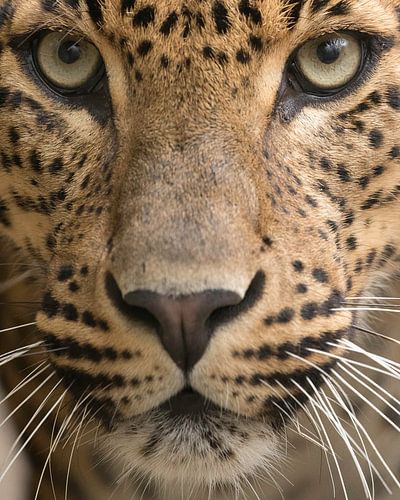 Leopard Nahaufnahme in Farbe