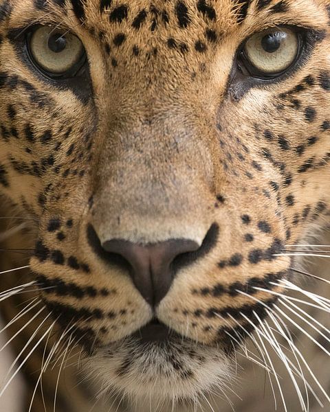Le léopard en gros plan en couleur par Patrick van Bakkum