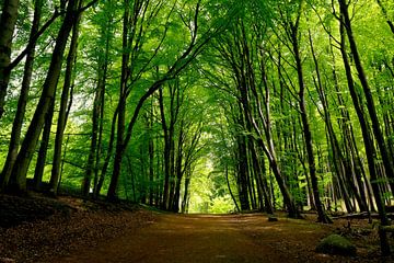 Het prachtige bos van Ostsee Bilder