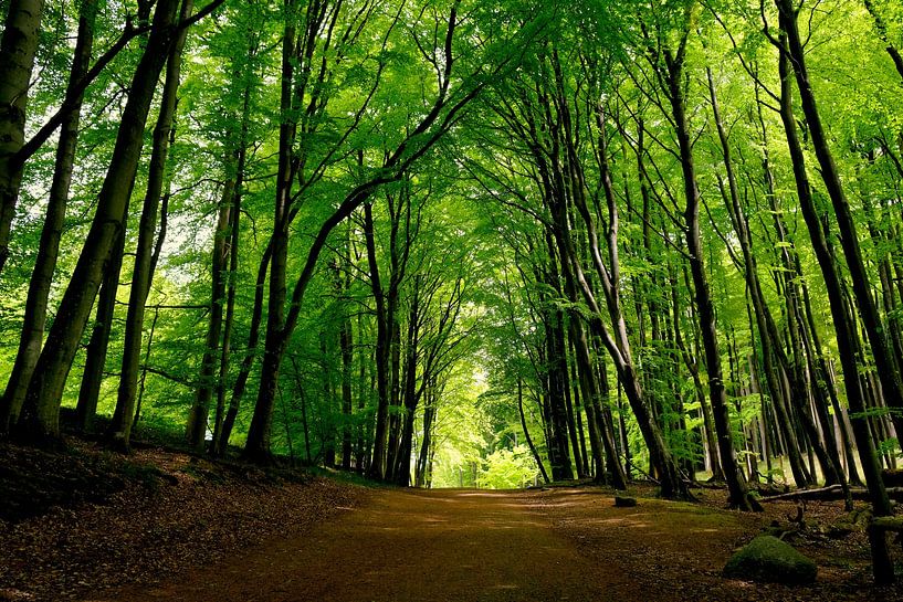 The beautiful forest by Ostsee Bilder