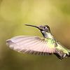 Kolibri Talamanca in Costa Rica von Rob Kempers  Nature-Art-Landscape Photography