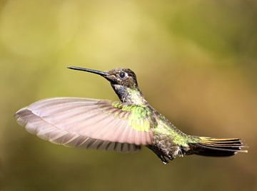 Hummingbird Talamanca in Costa Rica by Rob Kempers