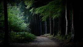 Veluwezoom. Où ce chemin mène-t-il ?