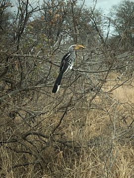 Eisvogel von Ben Boudesteijn